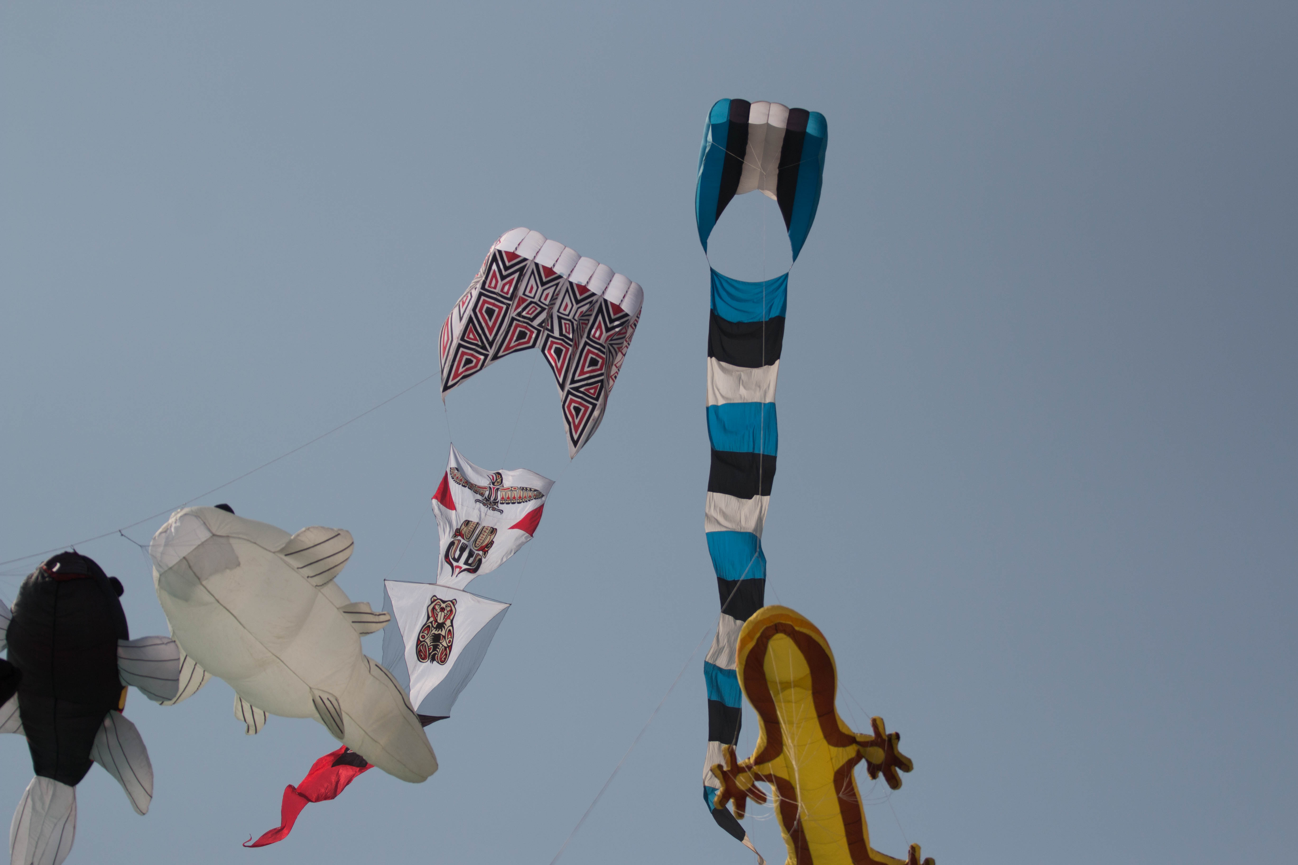 Wadodara India kite festival